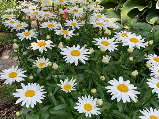 Showpiece Shasta Daisies Shasta Daisies