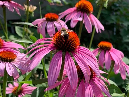 Attract poliinators with cone flowers Echinachea
