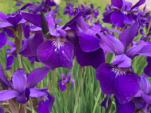 We design & intsall beautiful gardens Iris