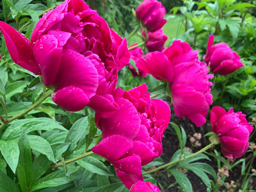 We design & intsall beautiful gardens Peony