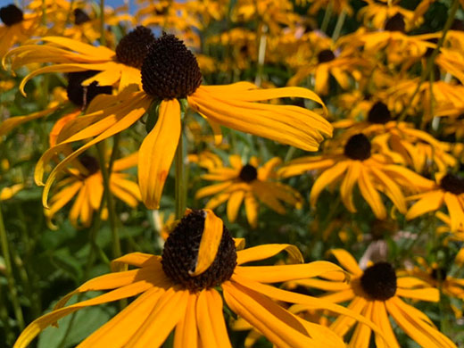 We design & intsall beautiful gardens Rudbeckia